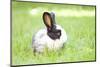 Rabbit Bunny Baby in Green Grass in the Garden-melis-Mounted Photographic Print