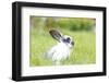 Rabbit Bunny Baby in Green Grass in the Garden-melis-Framed Photographic Print