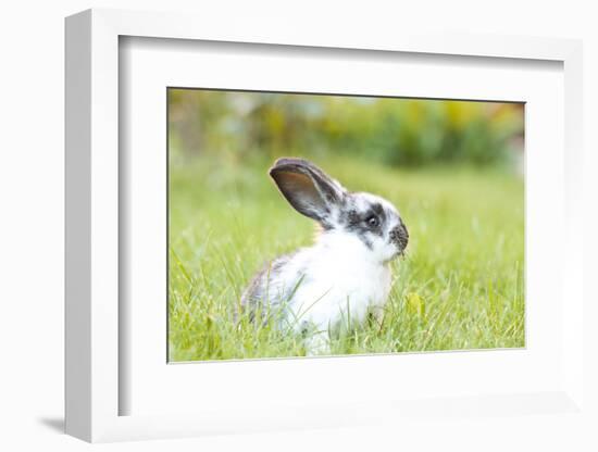 Rabbit Bunny Baby in Green Grass in the Garden-melis-Framed Photographic Print