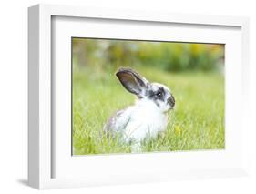 Rabbit Bunny Baby in Green Grass in the Garden-melis-Framed Photographic Print