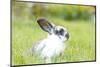 Rabbit Bunny Baby in Green Grass in the Garden-melis-Mounted Photographic Print
