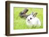 Rabbit Bunny Baby in Green Grass in the Garden-melis-Framed Photographic Print