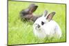 Rabbit Bunny Baby in Green Grass in the Garden-melis-Mounted Photographic Print