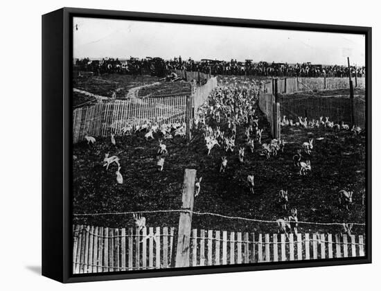 Rabbit Drive in New South Wales-null-Framed Stretched Canvas