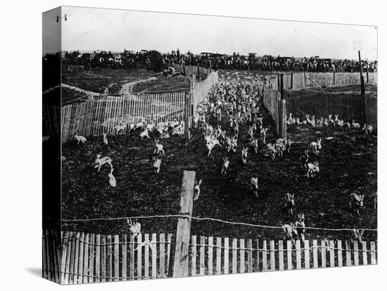 Rabbit Drive in New South Wales-null-Stretched Canvas