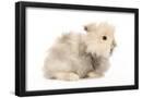 Essential Black