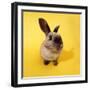 Rabbit Fish Eye Lens-null-Framed Premium Photographic Print