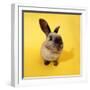 Rabbit Fish Eye Lens-null-Framed Premium Photographic Print