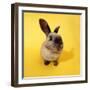 Rabbit Fish Eye Lens-null-Framed Photographic Print