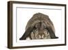 Rabbit, French Lop (Agouti)-null-Framed Photographic Print