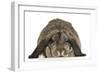 Rabbit, French Lop (Agouti)-null-Framed Photographic Print