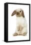 Rabbit French Lop, Belier on Hind Legs-null-Framed Stretched Canvas