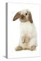 Rabbit French Lop, Belier on Hind Legs-null-Stretched Canvas