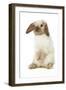 Rabbit French Lop, Belier on Hind Legs-null-Framed Photographic Print