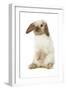 Rabbit French Lop, Belier on Hind Legs-null-Framed Photographic Print