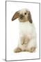 Rabbit French Lop, Belier on Hind Legs-null-Mounted Photographic Print