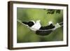 Rabbit in a Hammock at Easter-null-Framed Photographic Print