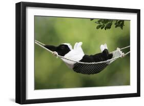 Rabbit in a Hammock at Easter-null-Framed Photographic Print