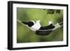 Rabbit in a Hammock at Easter-null-Framed Photographic Print