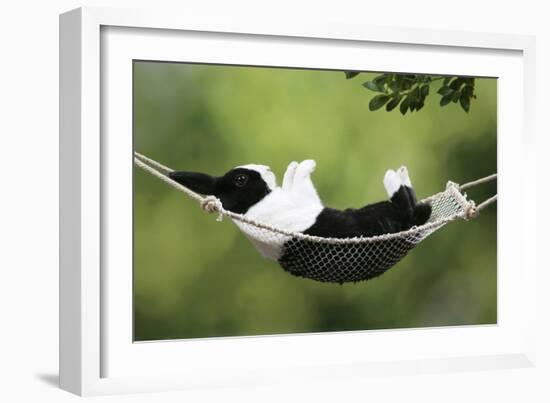 Rabbit in a Hammock at Easter-null-Framed Photographic Print