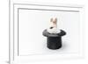 Rabbit in a Hat Isolated on a White Background-Vadym Drobot-Framed Photographic Print