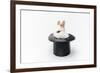 Rabbit in a Hat Isolated on a White Background-Vadym Drobot-Framed Photographic Print