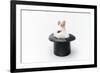 Rabbit in a Hat Isolated on a White Background-Vadym Drobot-Framed Photographic Print