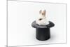 Rabbit in a Hat Isolated on a White Background-Vadym Drobot-Mounted Photographic Print