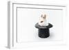 Rabbit in a Hat Isolated on a White Background-Vadym Drobot-Framed Photographic Print