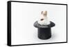 Rabbit in a Hat Isolated on a White Background-Vadym Drobot-Framed Stretched Canvas