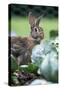 Rabbit in Cabbage Patch, Garden-null-Stretched Canvas