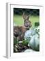 Rabbit in Cabbage Patch, Garden-null-Framed Photographic Print