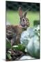 Rabbit in Cabbage Patch, Garden-null-Mounted Photographic Print