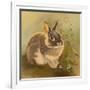 Rabbit in Columbine-Judy Mastrangelo-Framed Giclee Print