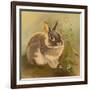 Rabbit in Columbine-Judy Mastrangelo-Framed Giclee Print