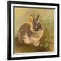 Rabbit in Columbine-Judy Mastrangelo-Framed Giclee Print