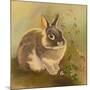 Rabbit in Columbine-Judy Mastrangelo-Mounted Giclee Print