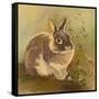 Rabbit in Columbine-Judy Mastrangelo-Framed Stretched Canvas