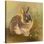 Rabbit in Columbine-Judy Mastrangelo-Stretched Canvas