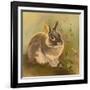 Rabbit in Columbine-Judy Mastrangelo-Framed Giclee Print