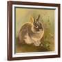 Rabbit in Columbine-Judy Mastrangelo-Framed Giclee Print