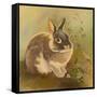 Rabbit in Columbine-Judy Mastrangelo-Framed Stretched Canvas