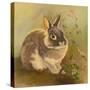 Rabbit in Columbine-Judy Mastrangelo-Stretched Canvas