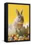 Rabbit in Egg Shell with Easter Eggs-null-Framed Stretched Canvas