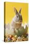 Rabbit in Egg Shell with Easter Eggs-null-Stretched Canvas