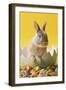 Rabbit in Egg Shell with Easter Eggs-null-Framed Photographic Print