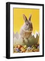 Rabbit in Egg Shell with Easter Eggs-null-Framed Photographic Print