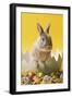 Rabbit in Egg Shell with Easter Eggs-null-Framed Photographic Print