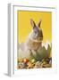 Rabbit in Egg Shell with Easter Eggs-null-Framed Photographic Print