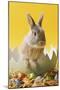 Rabbit in Egg Shell with Easter Eggs-null-Mounted Photographic Print